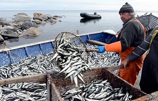 Российские компании намерены расширить поставки рыбной продукции в Индию