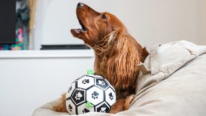 veterinarnyj-vrach-ukazala-na-sposoby-adaptacii-sobak-k-odinochestvu-bez-stressa-b3e638d.jpg
